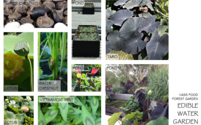 Episode 6. The Pond.