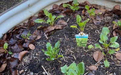 The perpetual spinach was delicious!