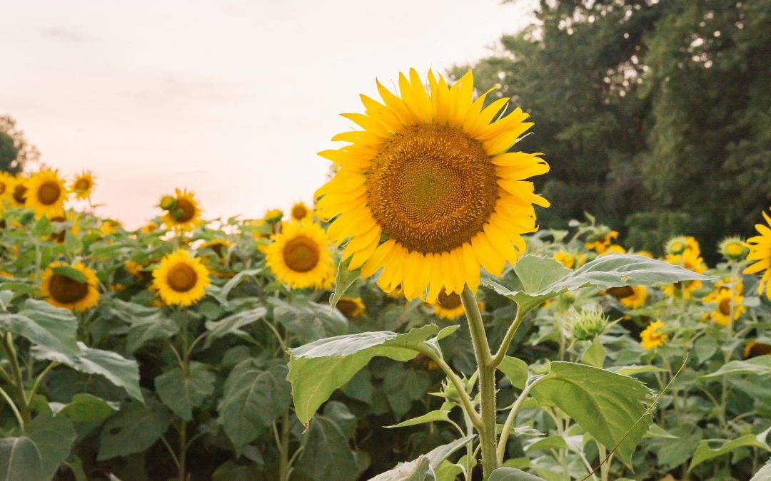 Sunflowers