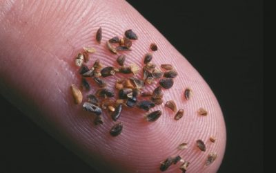 From tiny seeds, big things grow