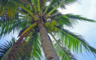 We need Coconuts!