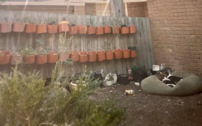 Gerard’s first vegetable garden- an inspiration!